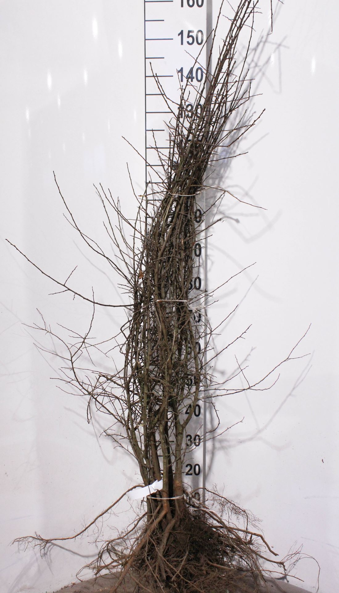 Prunus spinosa - bare root - 60-90 cm - 3-5 branches