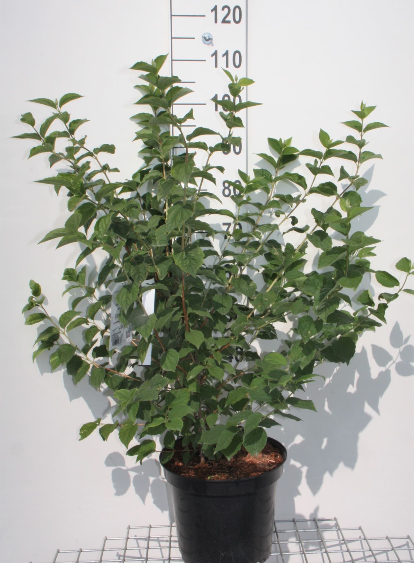 Philadelphus 'Virginal' - pot 10L - 80-100 cm