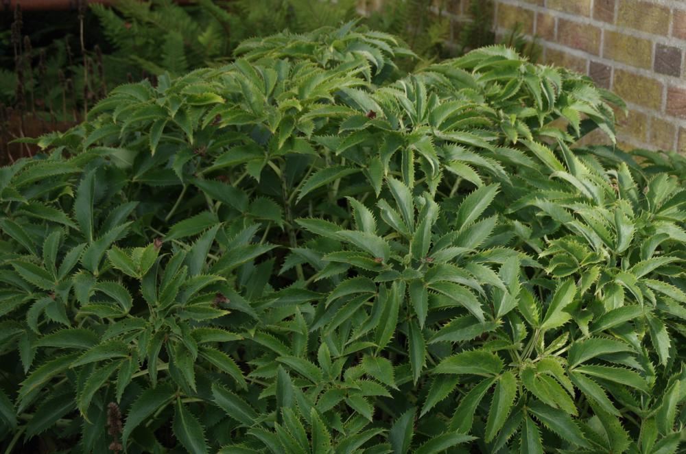 Plantenfiche-Helleborus-argutifolius