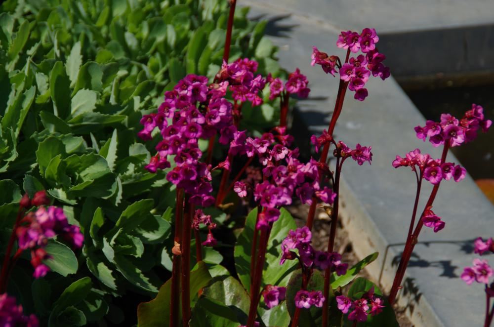 Plantenfiche-Bergenia-Winterglod-