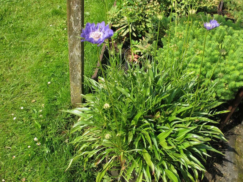 Plantenfiche-Scabiosa-caucasica-Clive-Greaves-