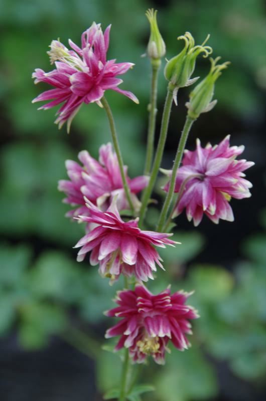 Plantenfiche-Aquilegia-Nora-Barlow-