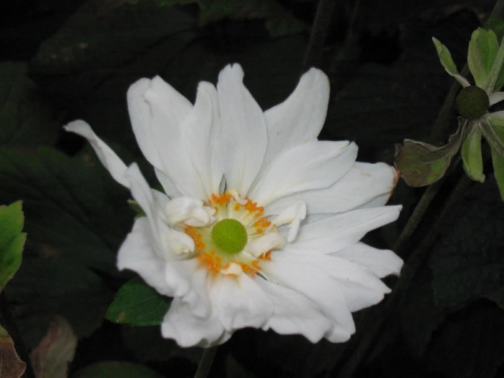 Plantenfiche-Anemone-x-hybrida-Whirlwind-
