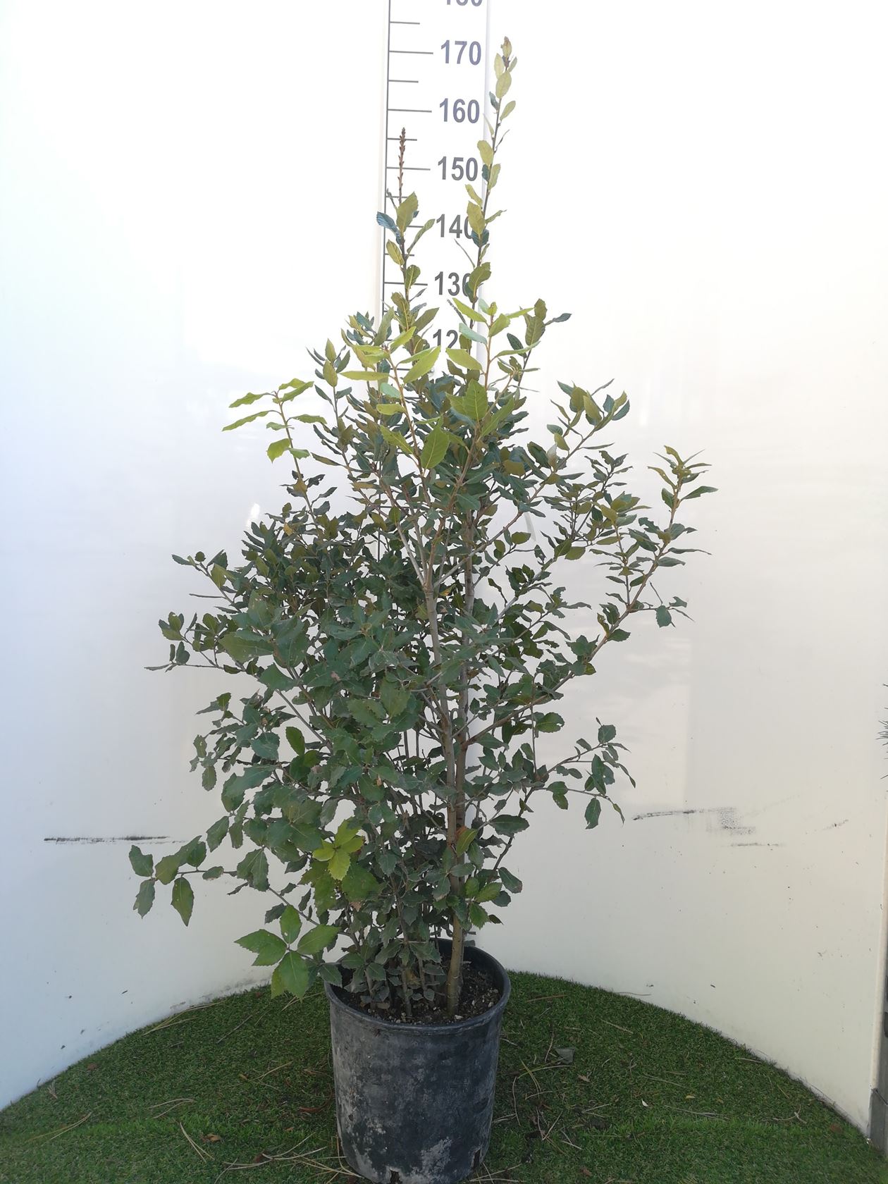 Quercus ilex - pot 10L - 125-150 cm
