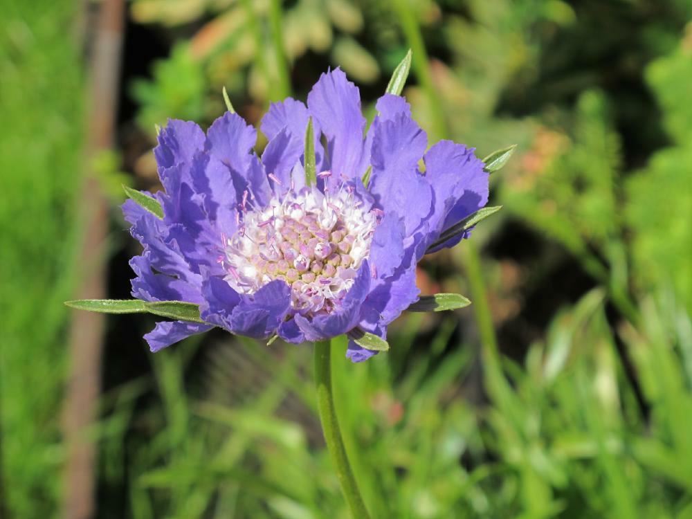 Plantenfiche-Scabiosa-caucasica-Clive-Greaves-