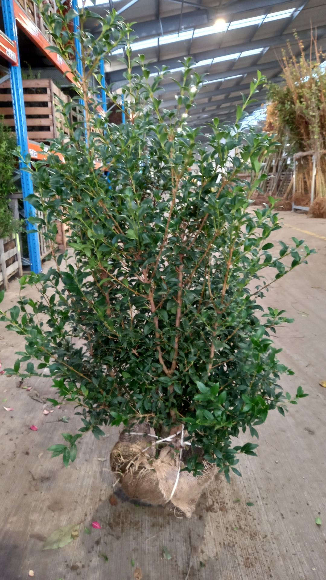 Osmanthus x burkwoodii - aardekluit - 100-120 cm