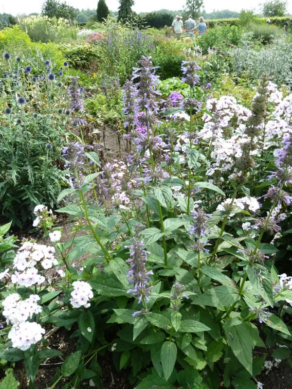 Plantenfiche-Nepeta-kubanica