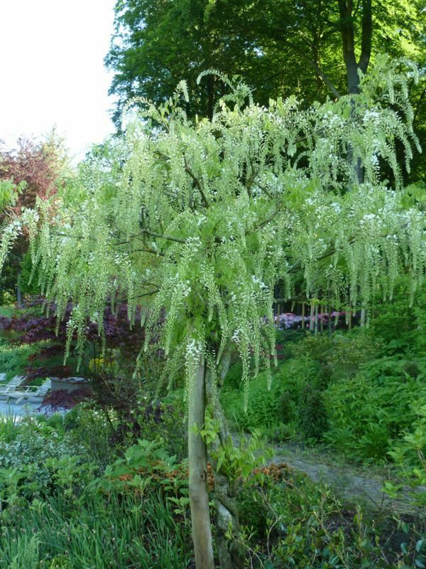 Plantenfiche-Wisteria-sinensis-Alba-