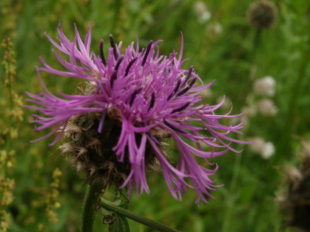 Plantenfiche-Centaurea-scabiosa