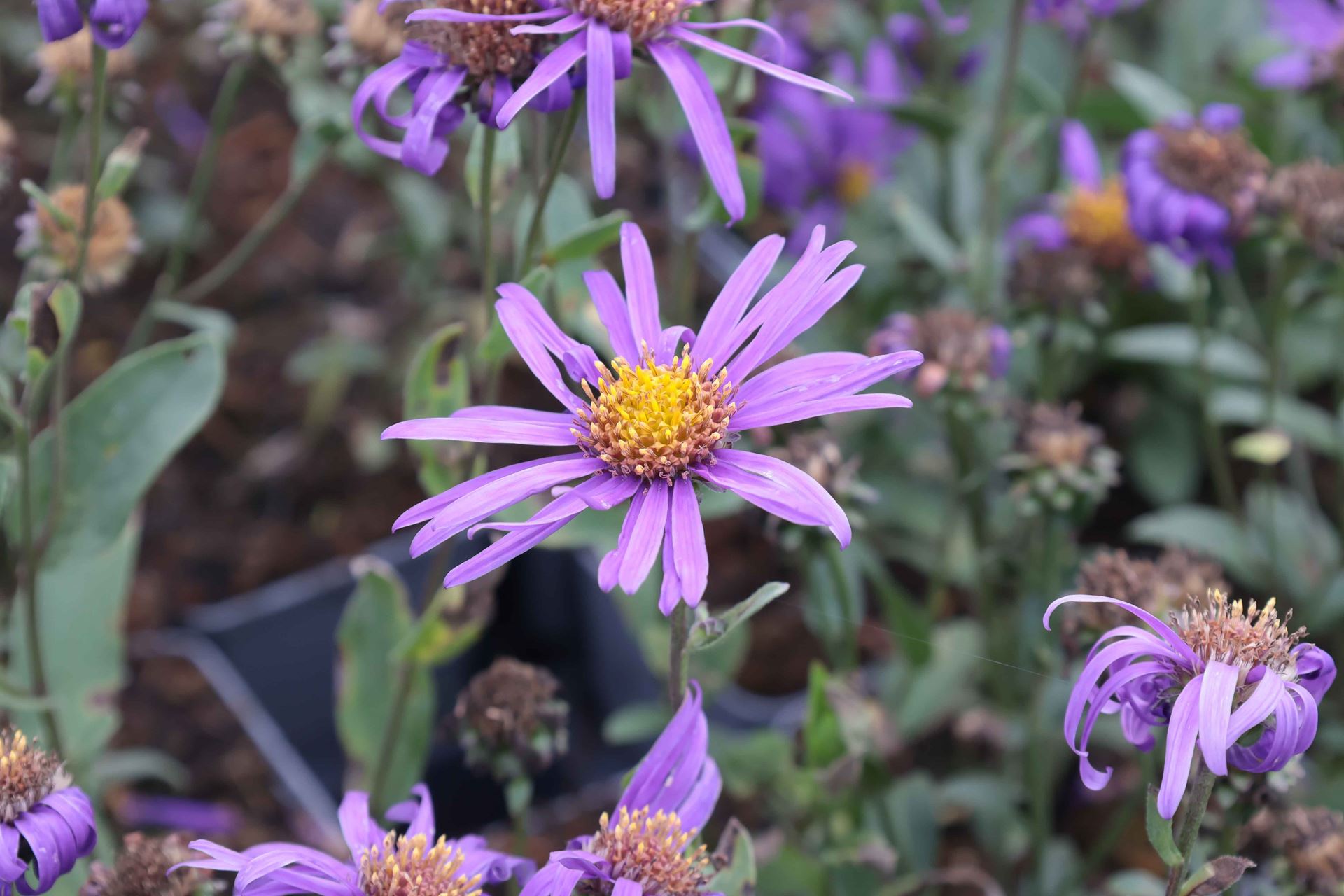 Aster amellus 'Blue King' - pot 9x9 cm