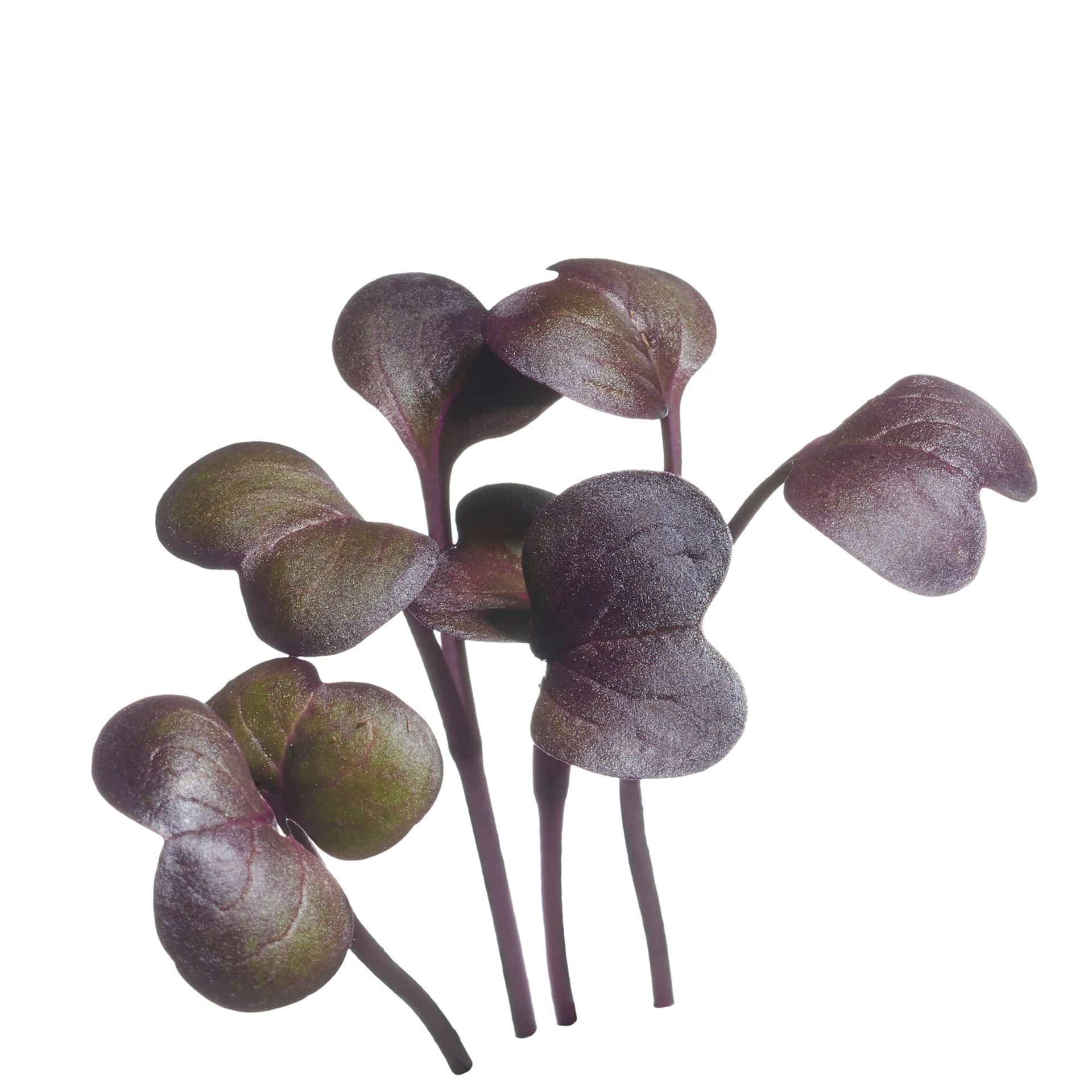 Buzzy-Microgreens-Radijs-rood-