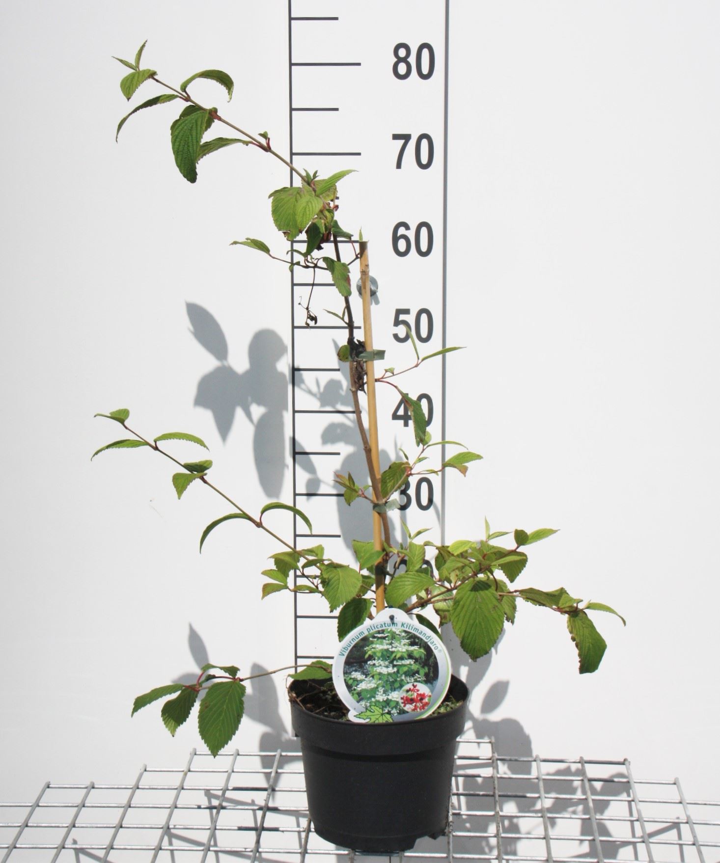 Viburnum plicatum 'JWW1' (Kilimandjaro) - pot 3L - 50-60 cm