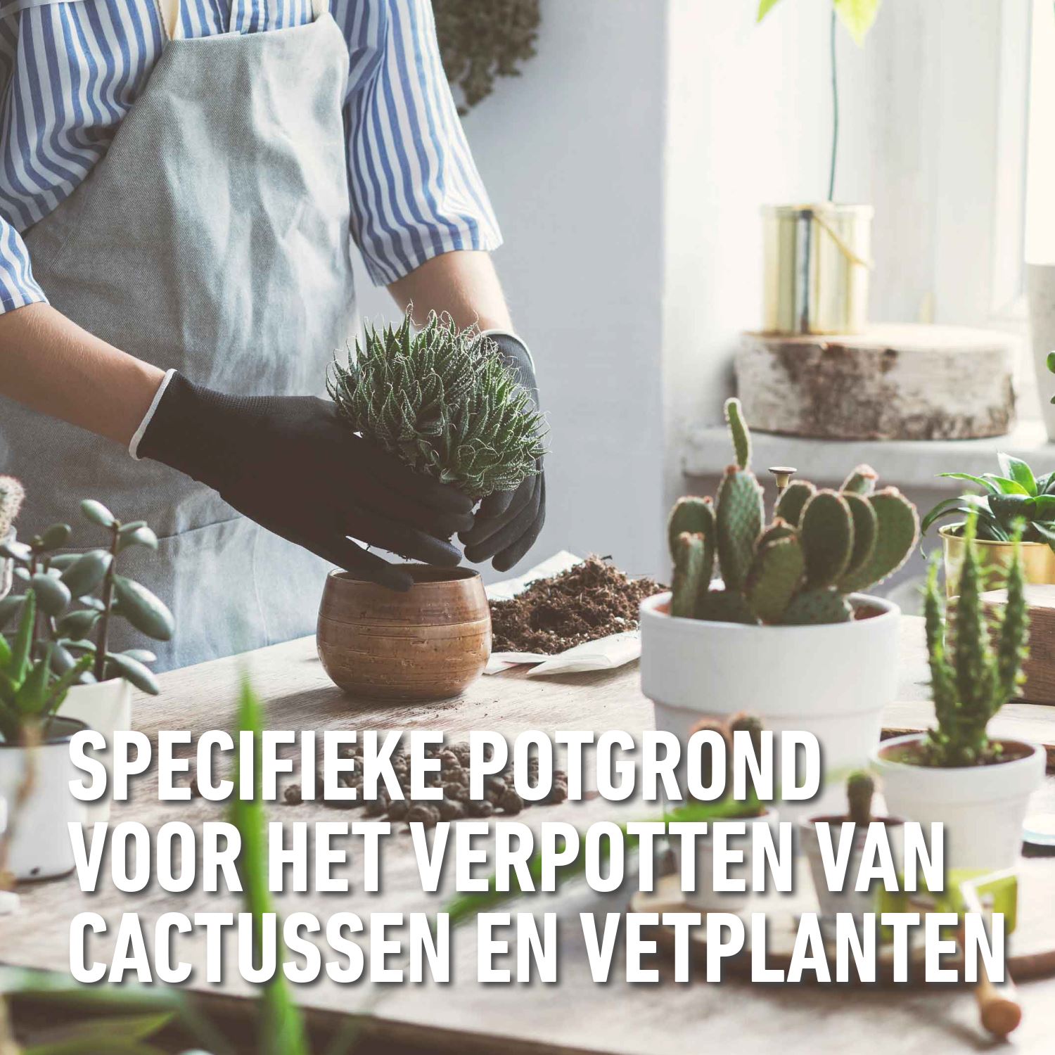 Compo-sana-cactuspotgrond-5L