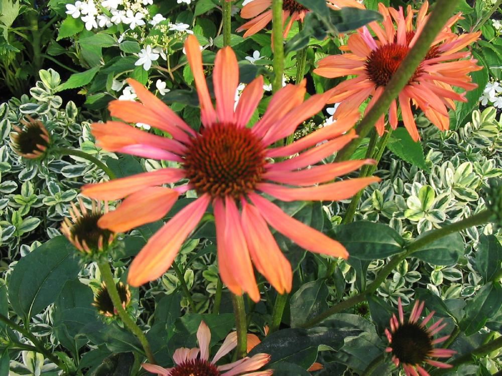 Plantenfiche-Echinacea-Sundown-