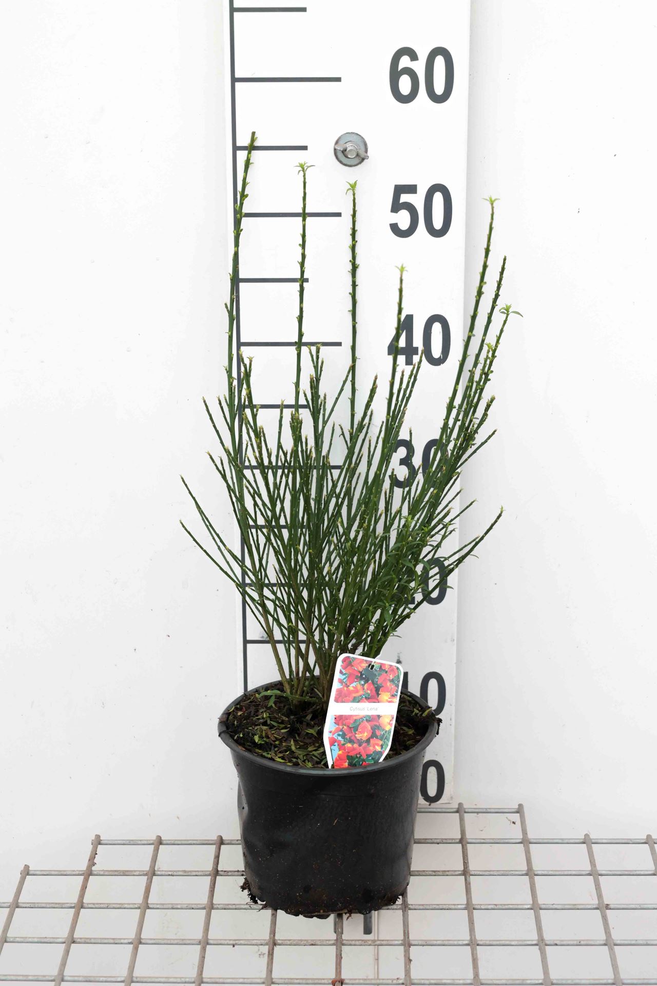 Cytisus 'Lena' - pot - 40-60 cm