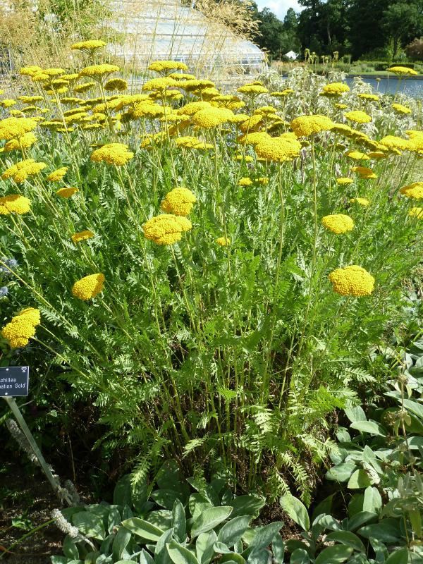 Plantenfiche-Achillea-Coronation-Gold-