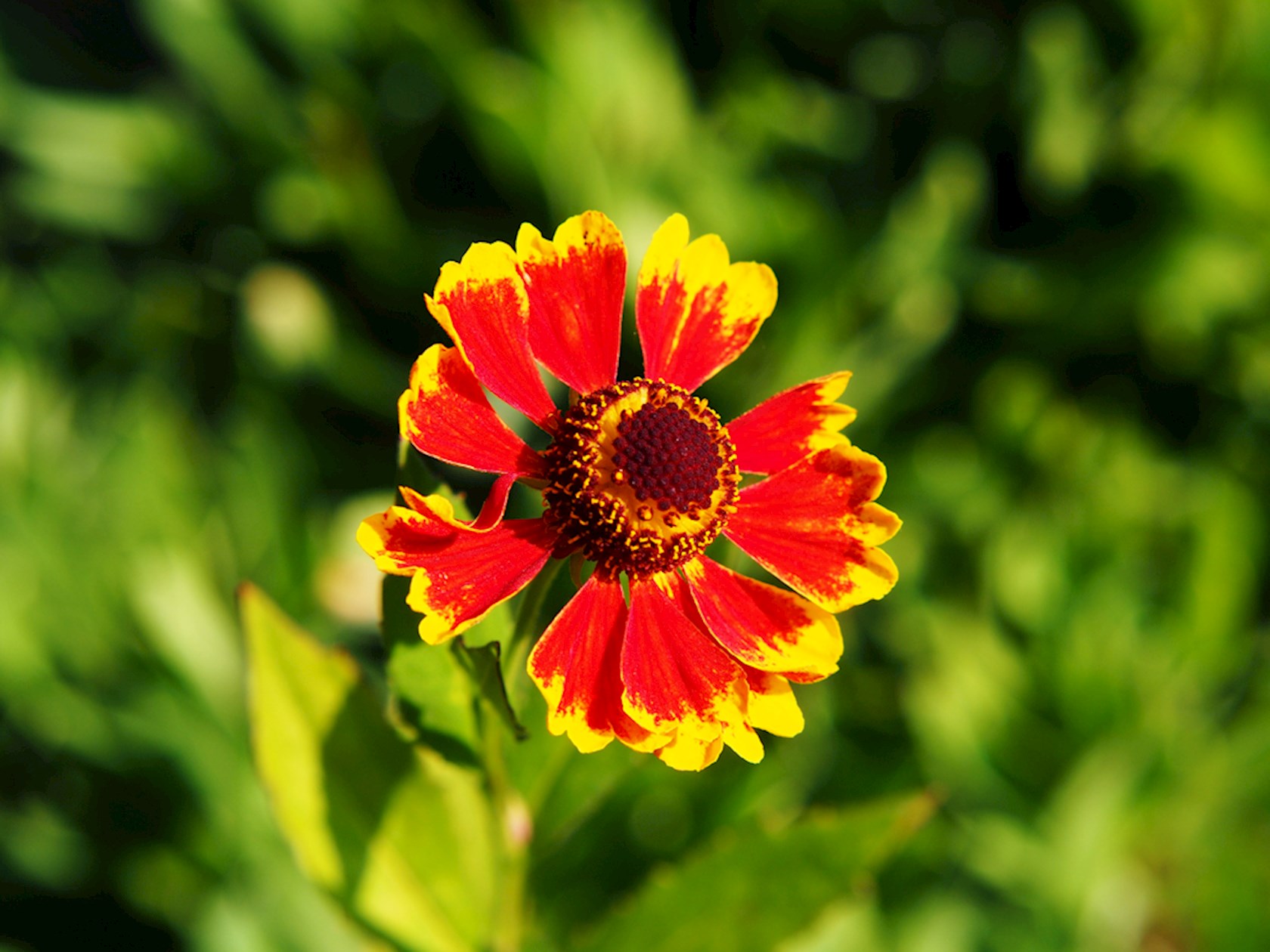 Plantenfiche-Helenium-hoopesii