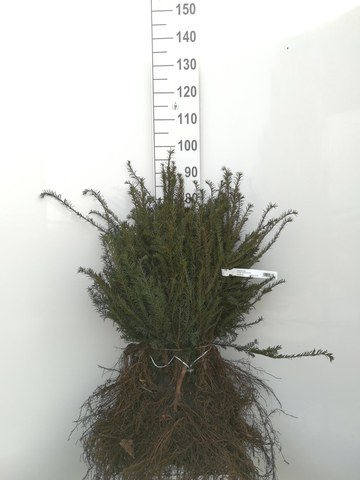 Taxus baccata - bare root - 30-40 cm - bush