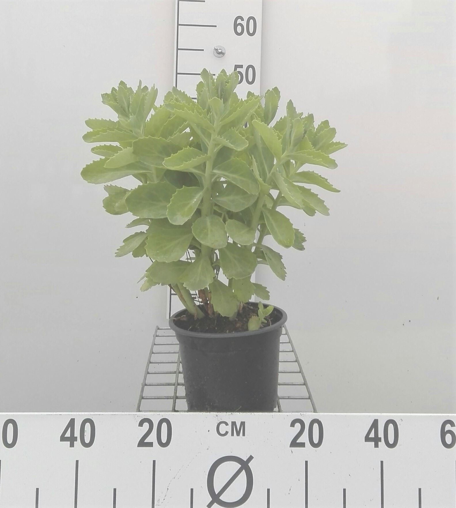 Sedum 'Herbstfreude' - pot 2L