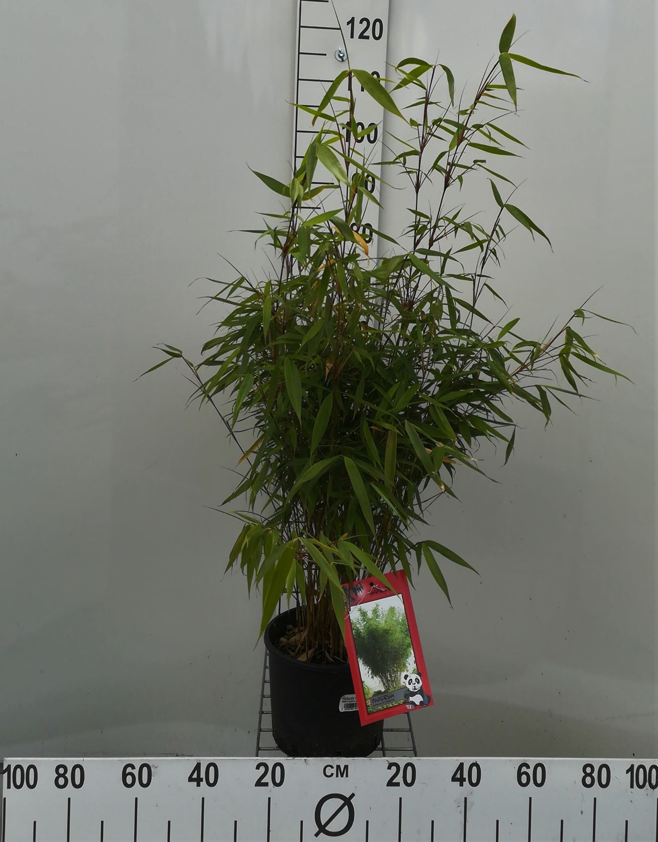 Fargesia robusta 'Pingwu' - pot 5L - 60-80 cm