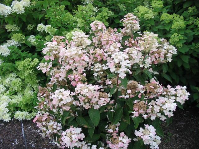 Plantenfiche-Hydrangea-paniculata-Dharuma-