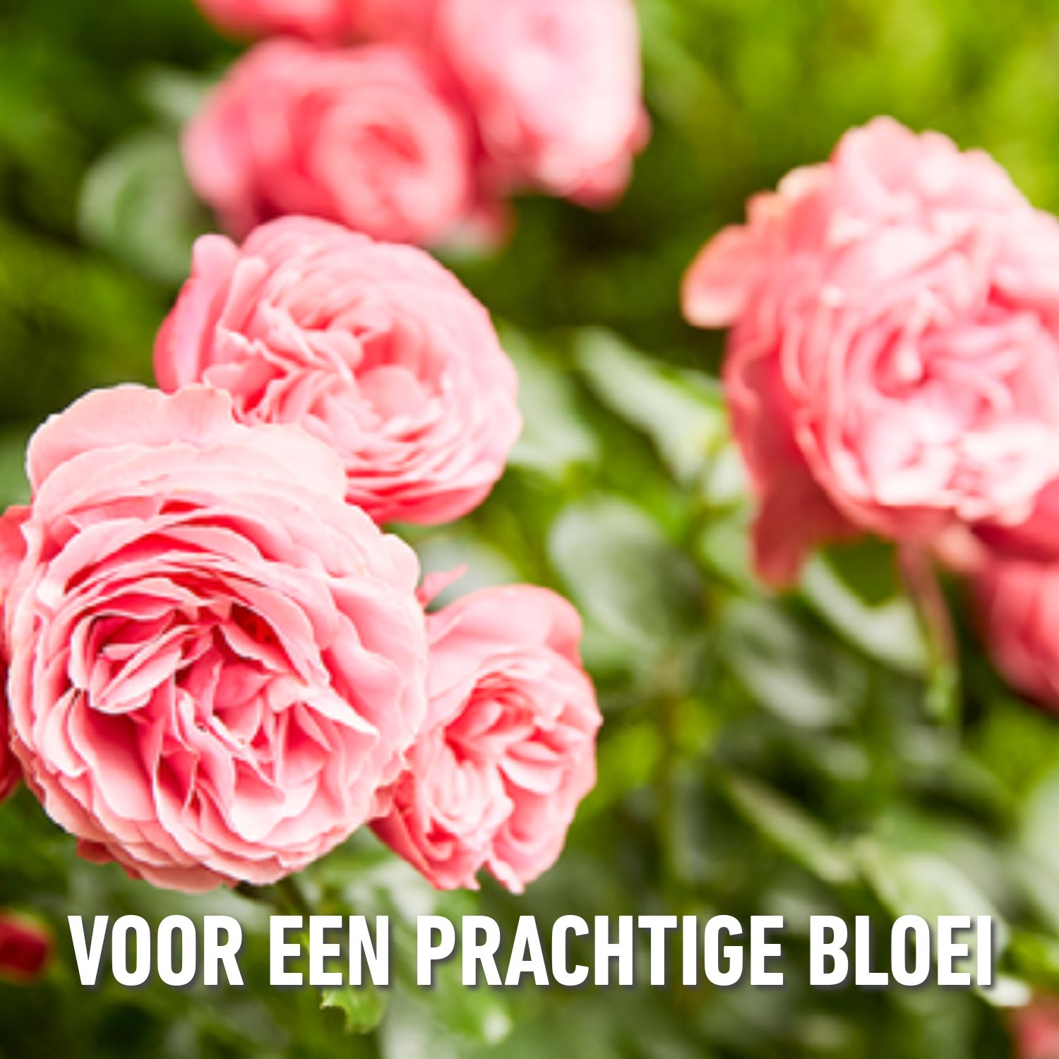 meststof-rozen-bloeiende-planten-750gr