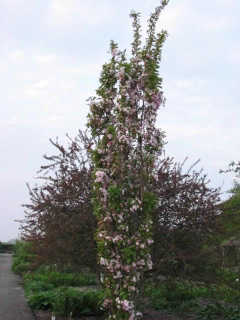 Plantenfiche-Prunus-serrulata-Amanogawa-