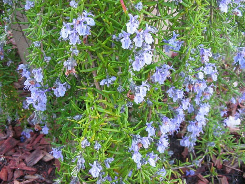 Plantenfiche-Rosmarinus-officinalis-Prostratus-Kruiprozemarijn-