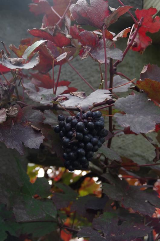 Plantenfiche-Vitis-vinifera-Purpurea-