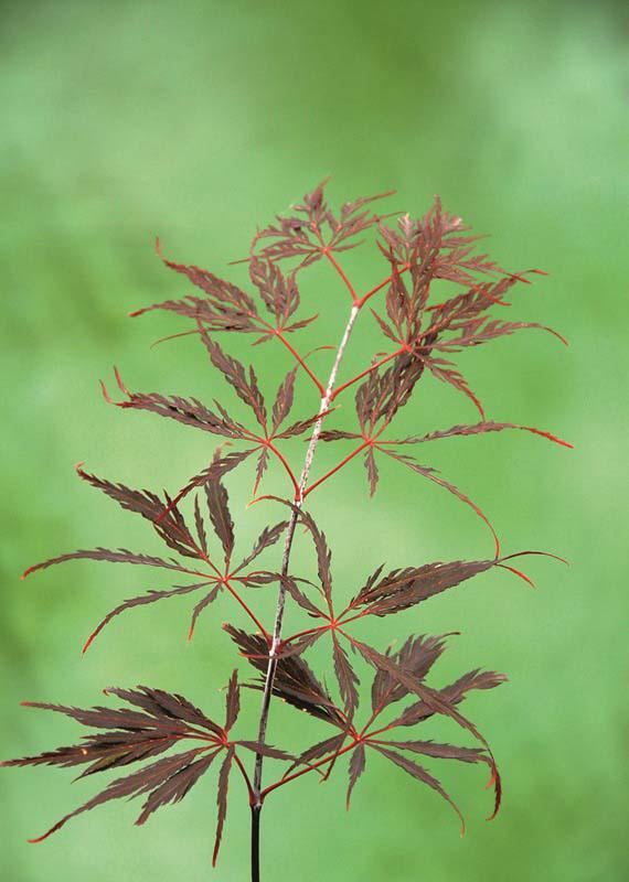Plantenfiche-Acer-palmatum-Inaba-shidare-