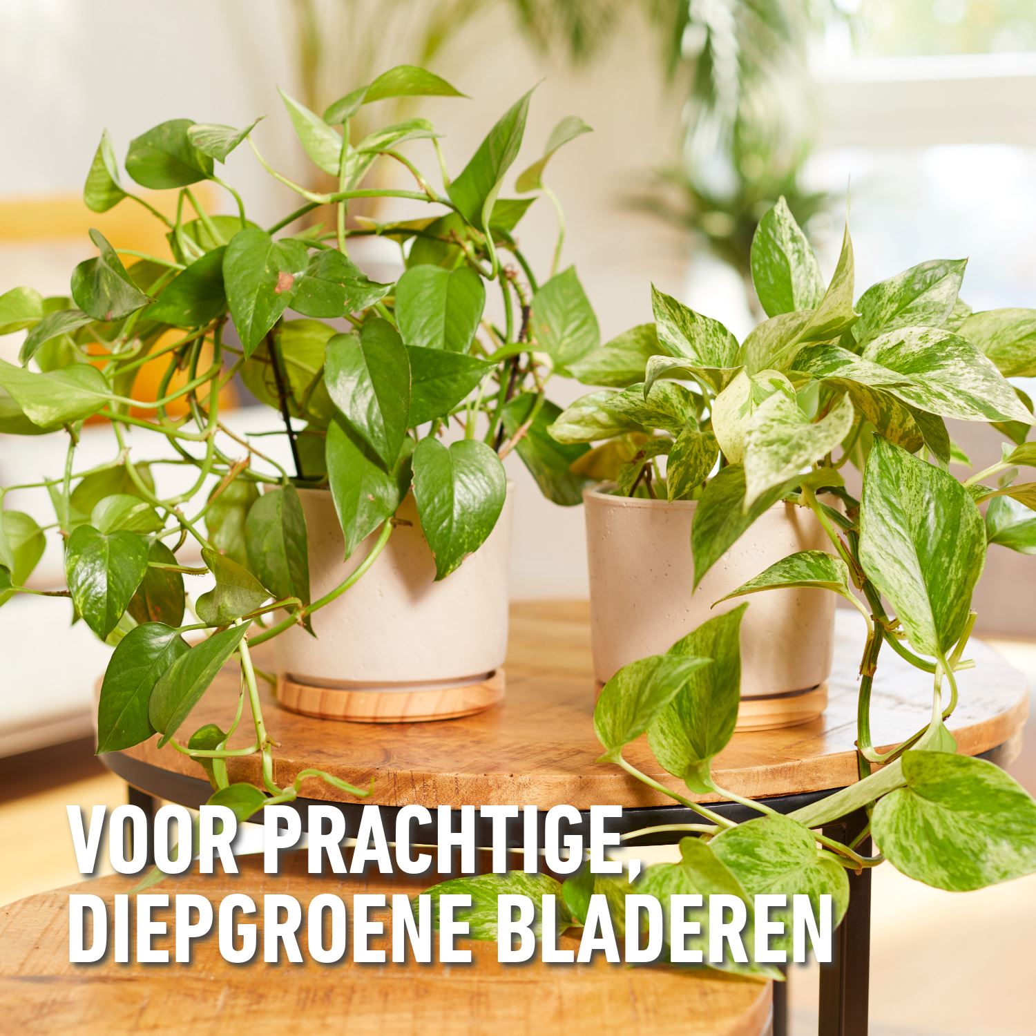 Compo-vloeibare-meststof-kamerplanten-palmen-1L