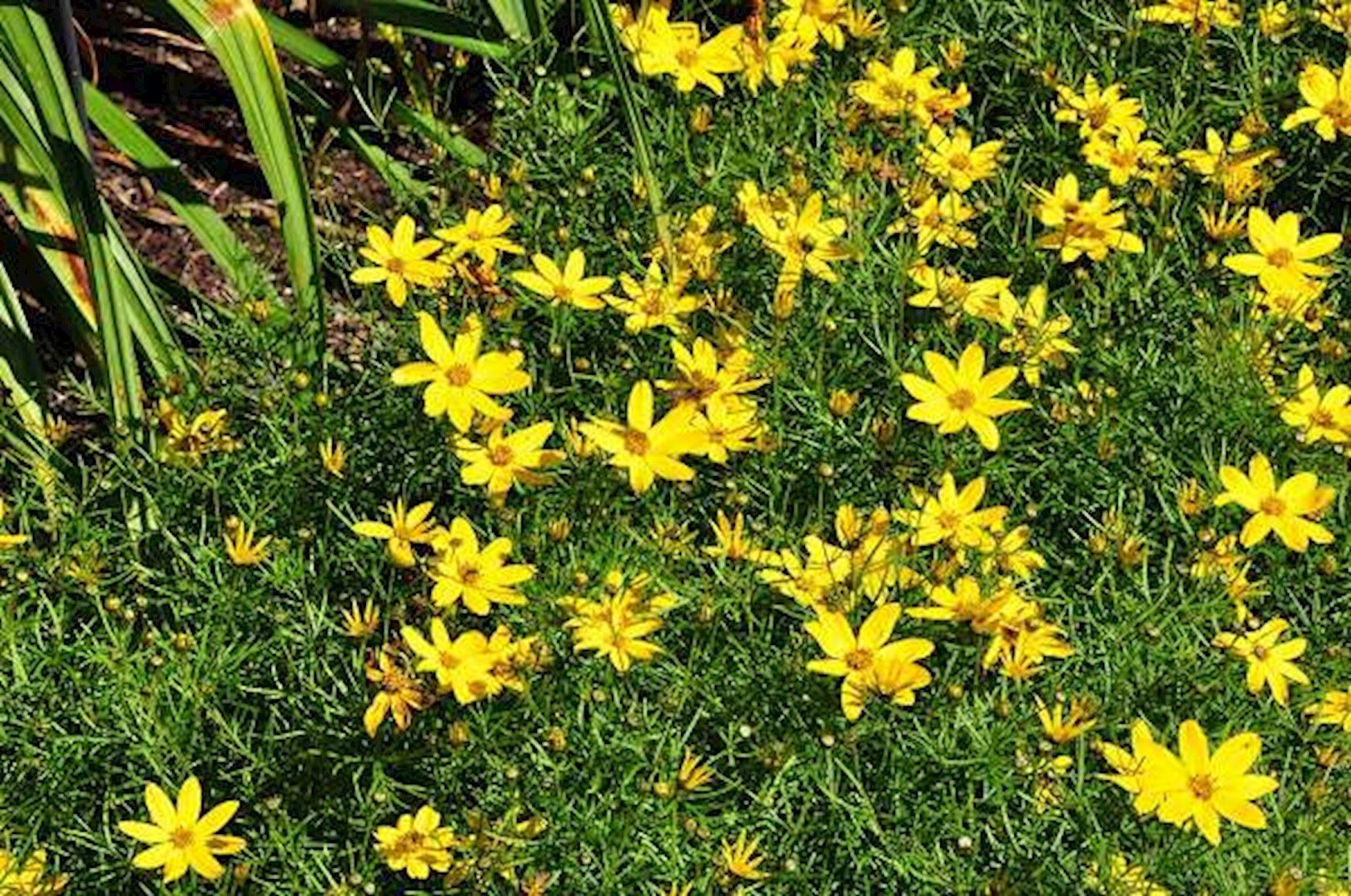 Plantenfiche-Coreopsis-verticillata-Zagreb-