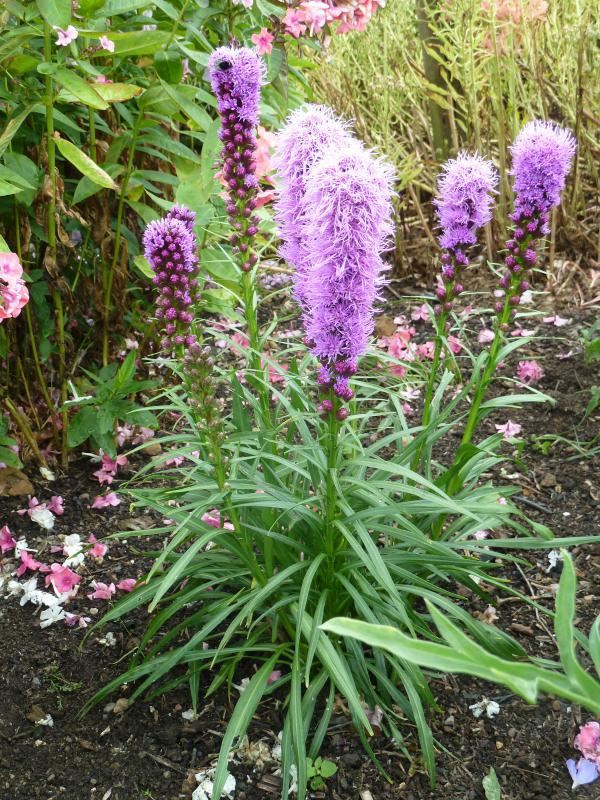 Plantenfiche-Liatris-spicata-Kobold-