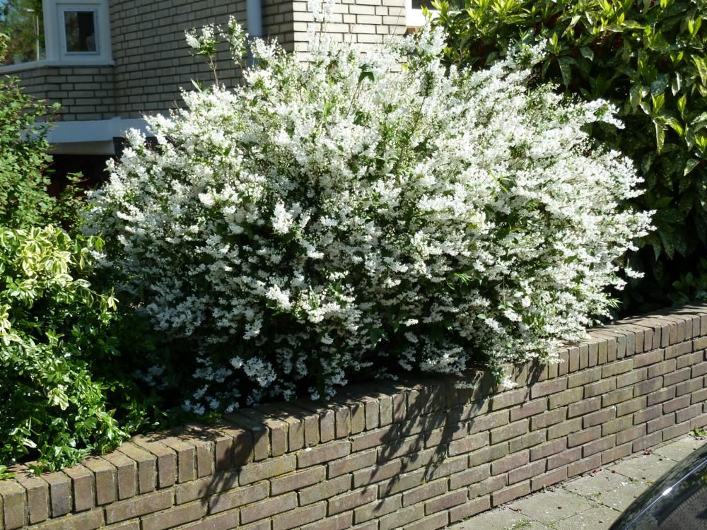 Plantenfiche-Deutzia-gracilis