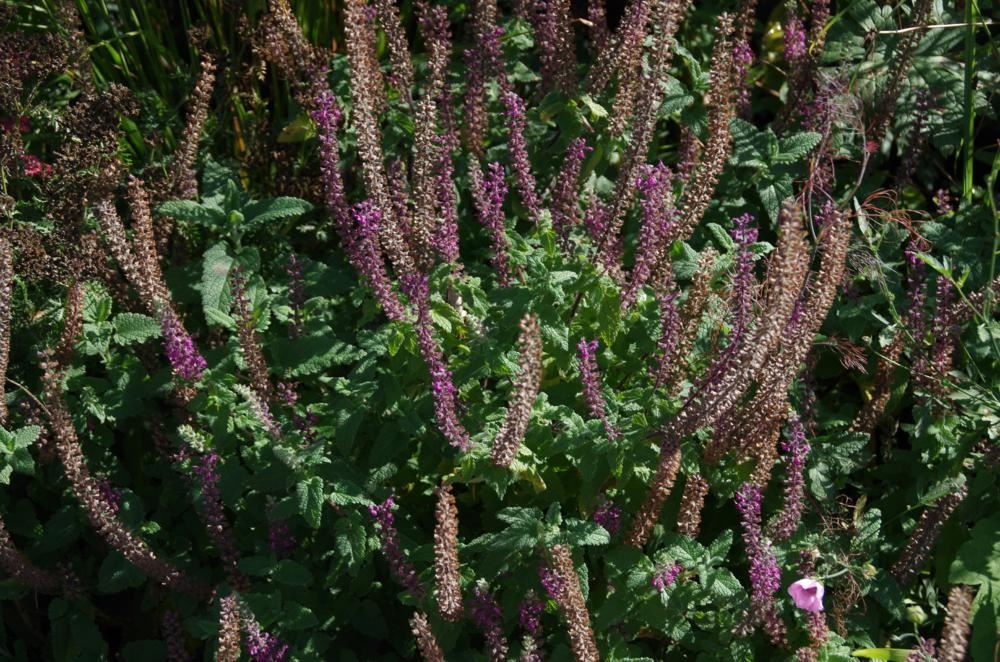 Plantenfiche-Teucrium-hyrcanicum