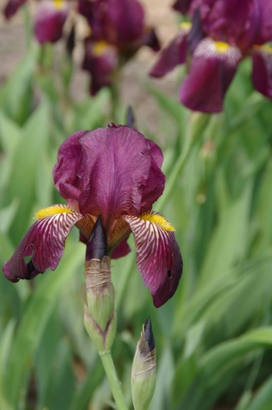 Plantenfiche-Iris-Ambassadeur-
