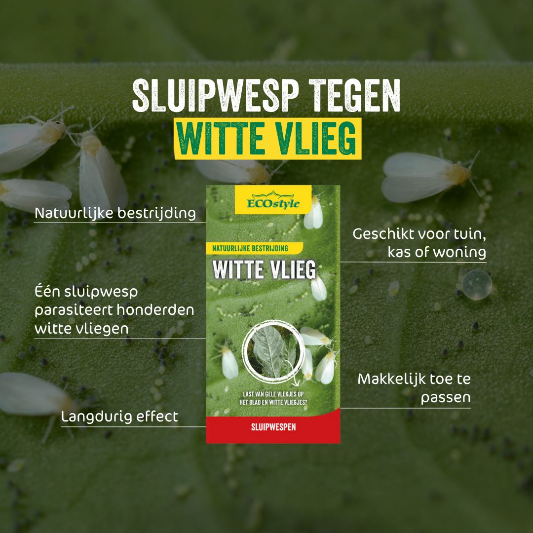 Sluipwesp-tegen-de-larven-van-de-witte-vlieg-500-st-