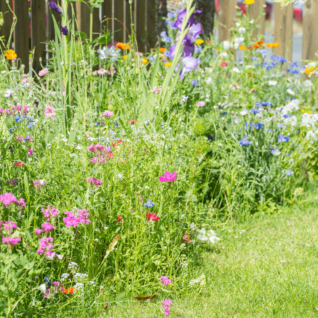Wilde tuin: biodiversiteit begint in je achtertuin
