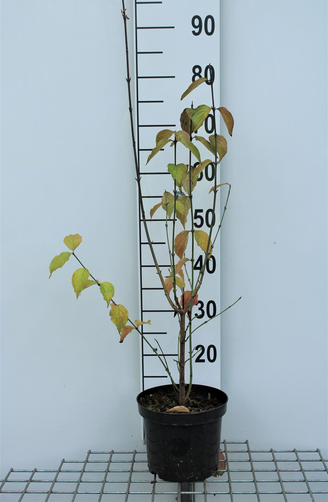 Cornus mas - pot - 50-60 cm