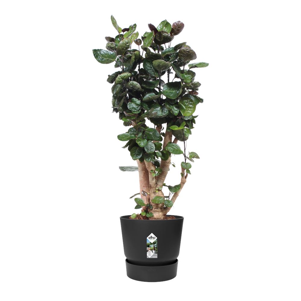 greenville-round-55cm-living-black-55