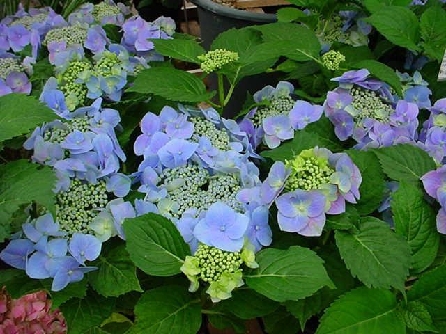 Plantenfiche-Hydrangea-macrophylla-Blaumeise-