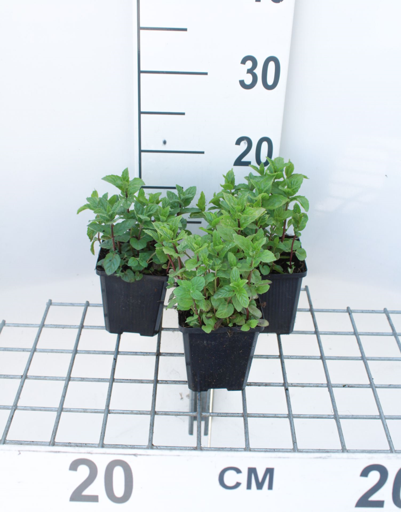 Spearmint, spearmint - 9x9 pot (Mentha spicata)