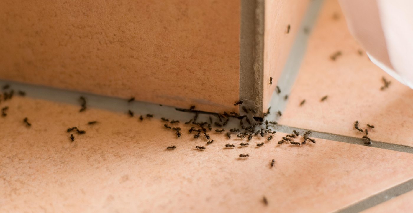 Mieren op de tegels