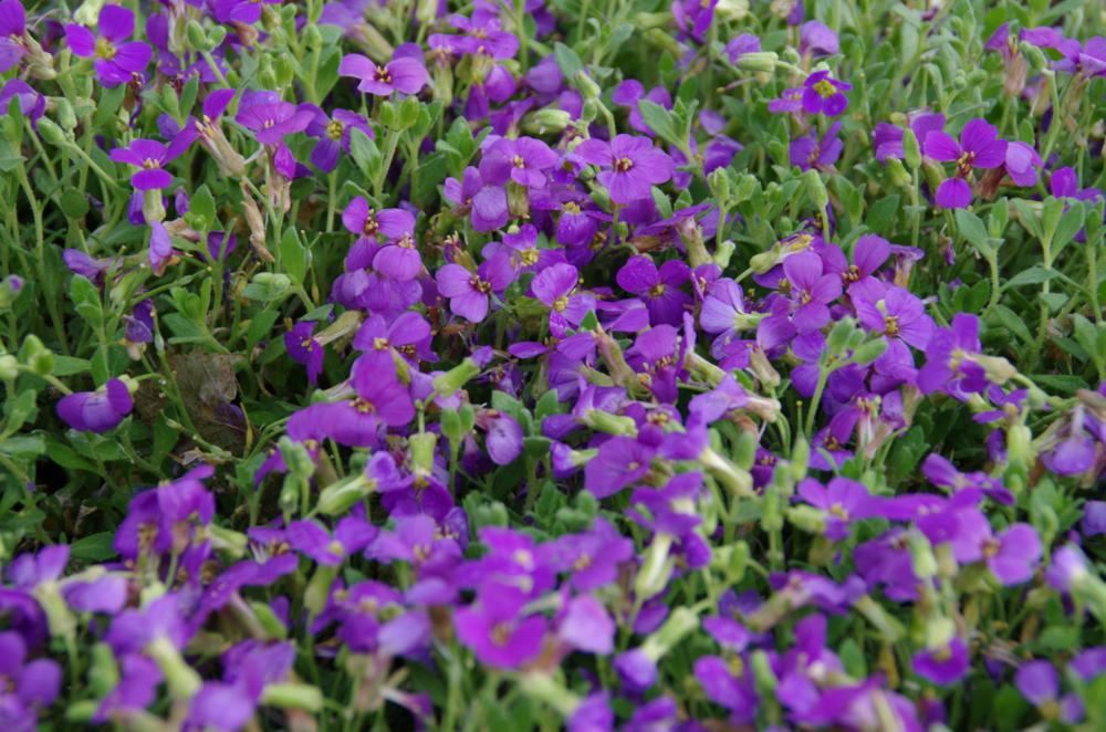 Plantenfiche-Aubrieta-Hamburger-Stadtpark-