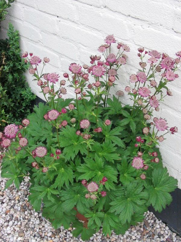 Plantenfiche-Astrantia-major-Star-of-Beauty-