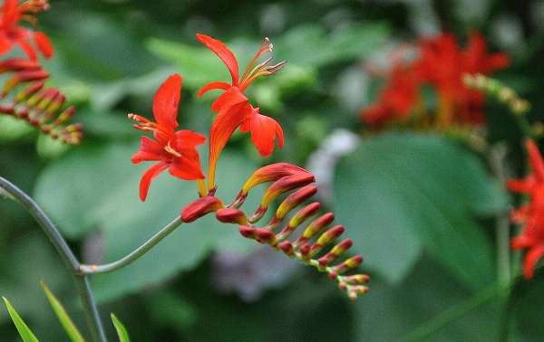 Crocosmia 'Lucifer' - pot 2L