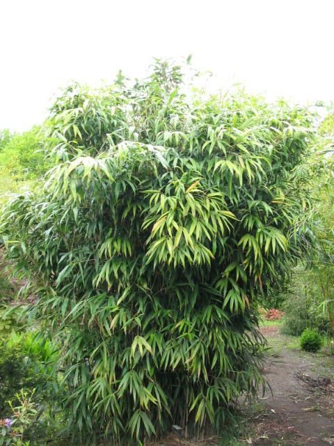 Plantenfiche-Pseudosasa-japonica