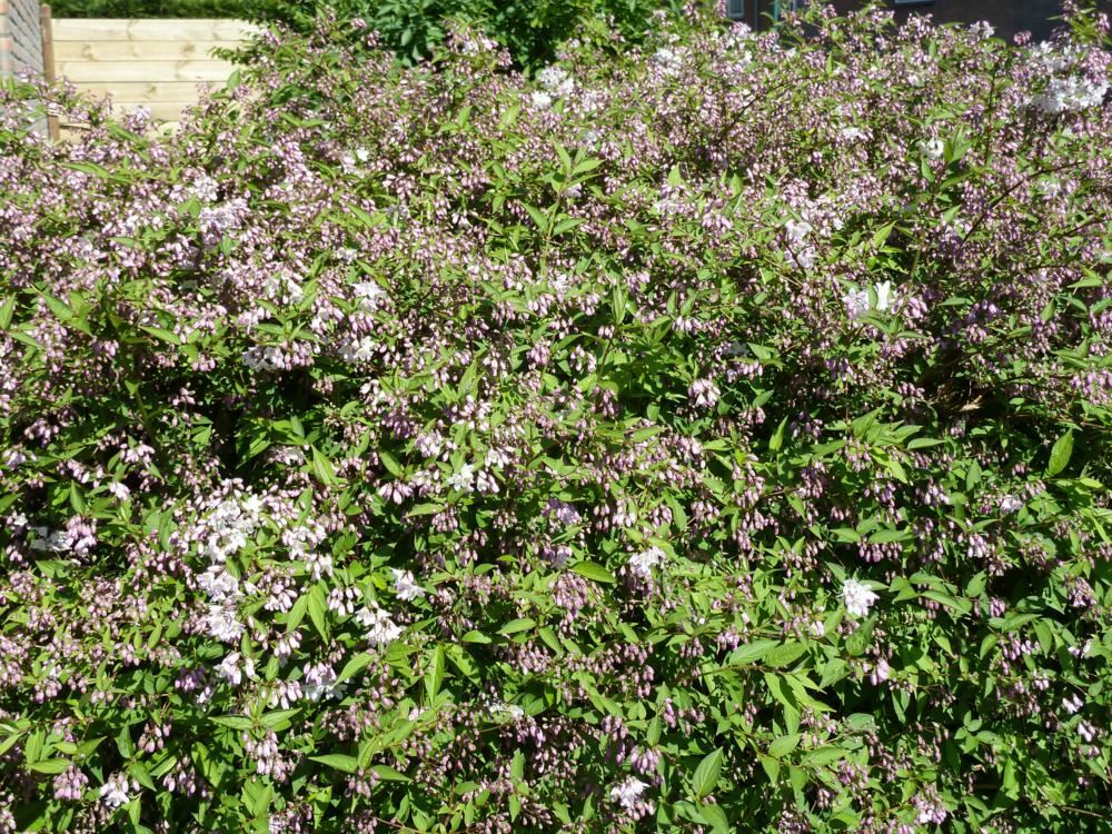 Plantenfiche-Deutzia-purpurascens-Kalmiiflora-