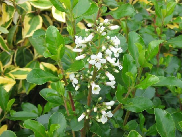 Plantenfiche-Escallonia-Iveyi-