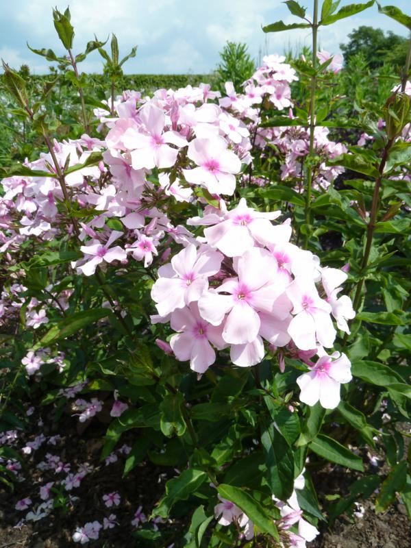 Plantenfiche-Phlox-Rosa-Pastell-